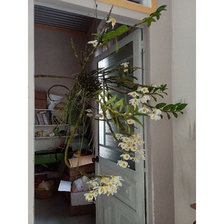 Hoa Lan rừng nhiều loại