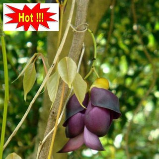 Hoa leo Huyết long 10 hạt