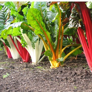 10Gr Hạt Giống Cải Cầu Vồng