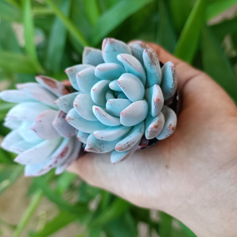 Sale 50%- Sen đá Monroe xanh ngọc rất đẹp.