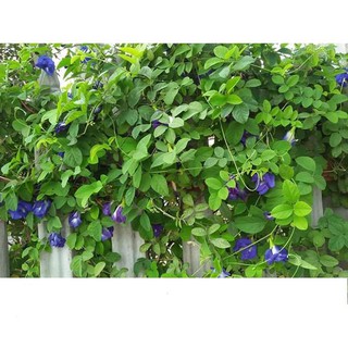 Hạt Giống Hoa Đậu Biếc Gói 2gr