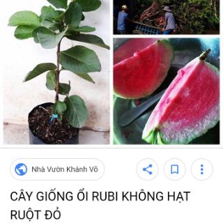 Cây ổi ruby không hạt ruột đỏ