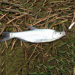 Cần câu cá ❤️FREE SHIP❤️ Mồi Thìa Lượn Spoon 7,5g chuyên câu cá suối, cá mương, câu lure  <Giảm giá mạnh>