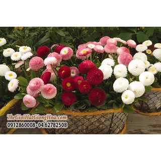 Hạt giống hoa Cúc Bellis