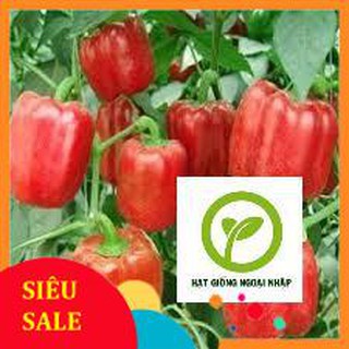 Gói 30 hạt giống ớt chuông đỏ hat f1