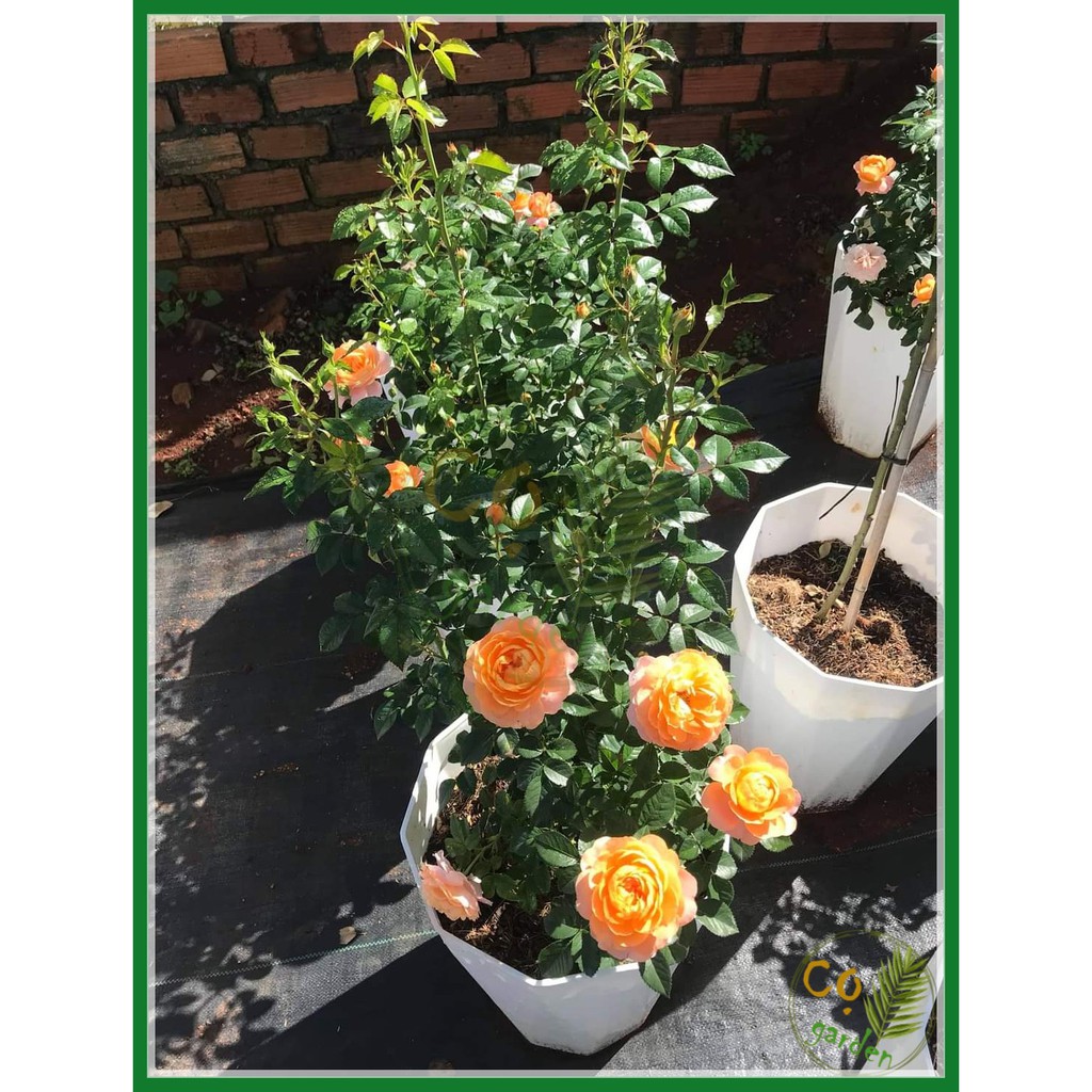 Chậu Nhựa Kim Cương Trắng 10 cạnh size Đại 44x35 - Cọ garden