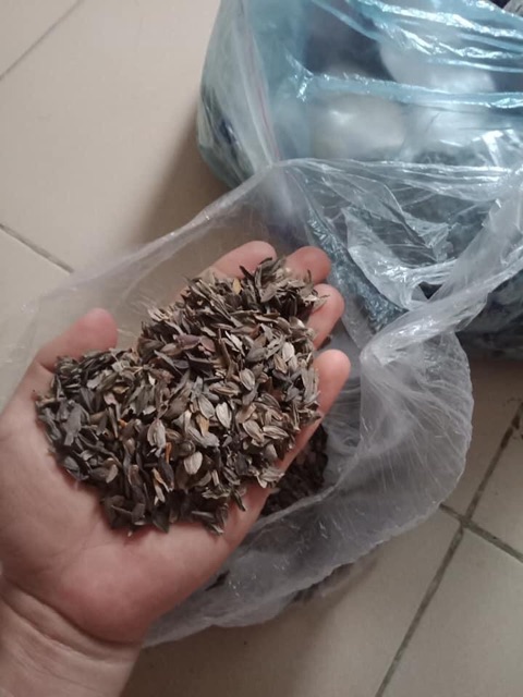 Hạt giống cúc lá nhám