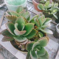 Cây Sống đời