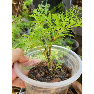 Cây đinh lăng giống