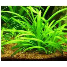 Cỏ thìa - Cây thủy sinh trãi nền