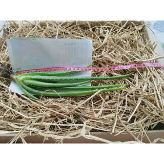 Nha đam con giống Mỹ  , cây con giống cao trên 20cm- 30cm !!!  Mua 10 cây tặng 2 cây !