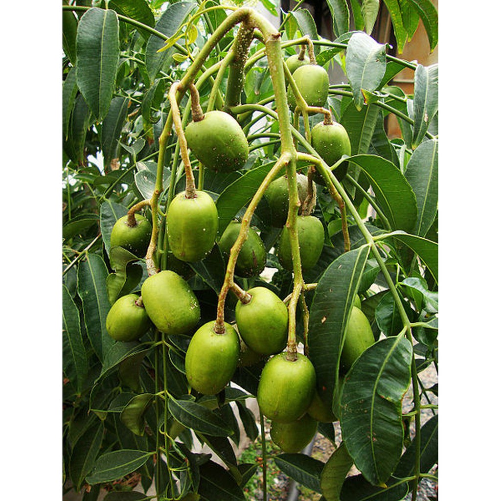 CÂY GIỐNG CÓC THÁI.