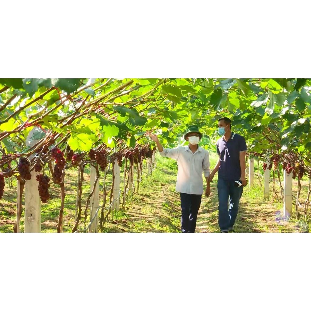 CÂY GIỐNG NHO HẠ ĐEN ( Nho không hạt, siêu trái).