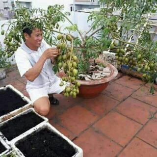 Cây Cóc Thái lùn gốc to sắp bông