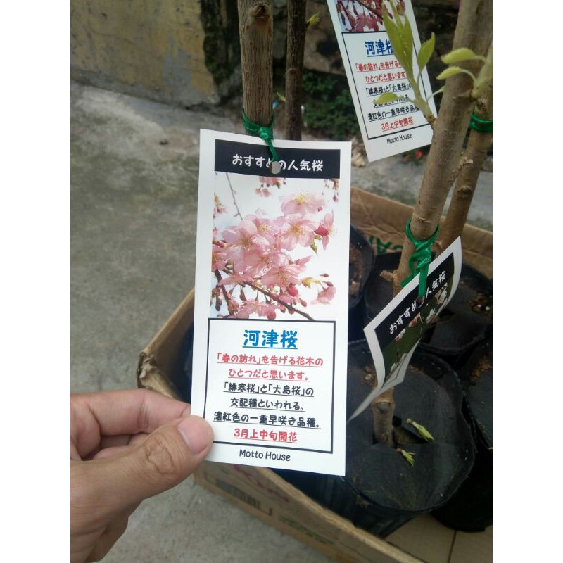 Cây Hoa Anh Đào Nhật Bản Giống Nhập Khẩu