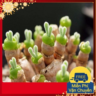 Hạt Giống Tai Thỏ Mix