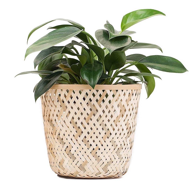 Chậu trồng cây, giỏ trồng cây bằng tre decor trang trí