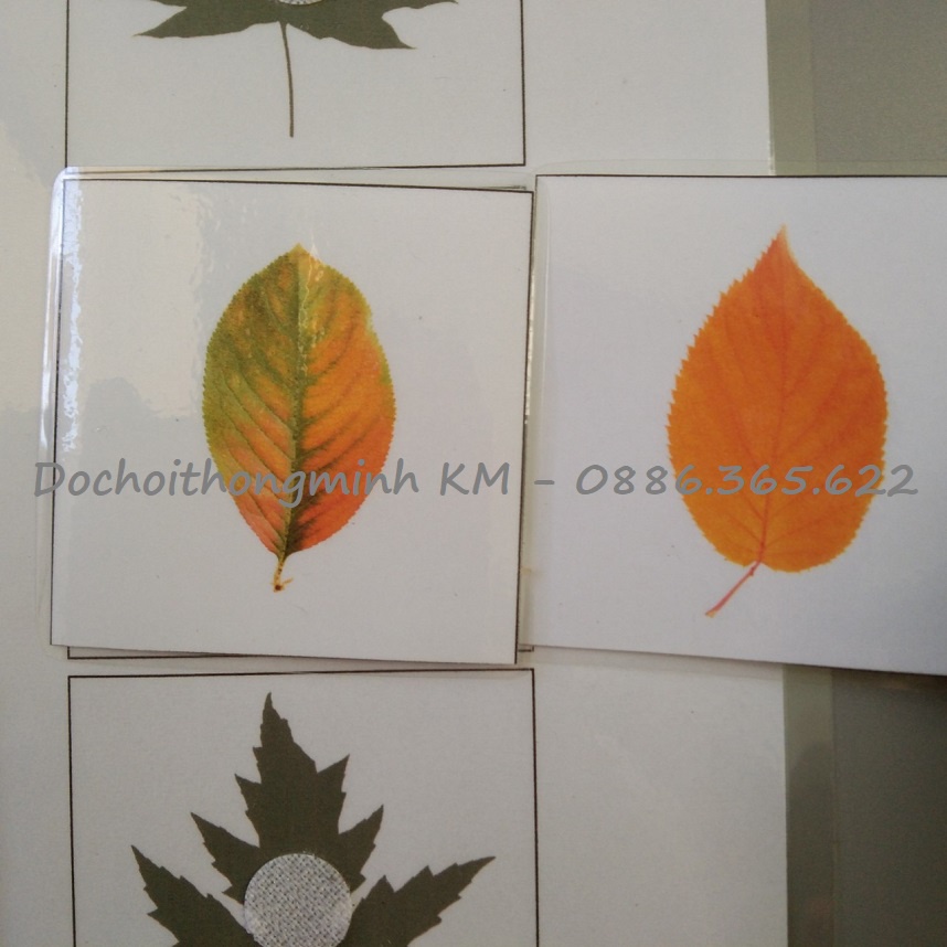 HỌC LIỆU - MATCHING tìm hình của lá