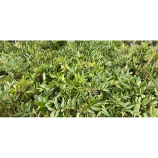 cây nhãn xuồng cơm vàng hạt lép