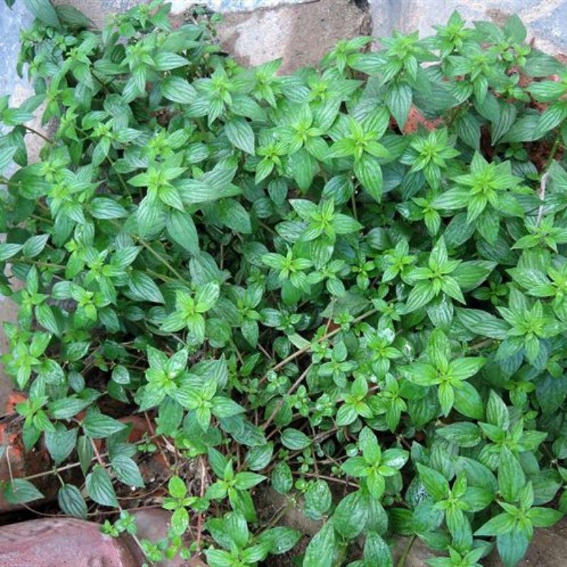 10 cây giống bọ dòi