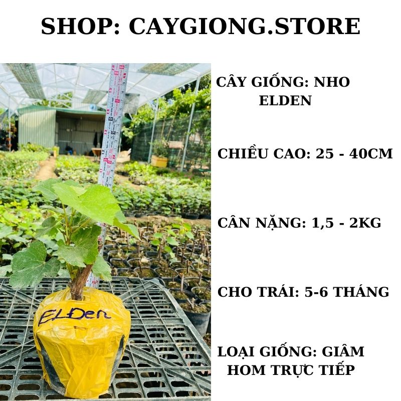 Cây nho giống Enden Pháp Lùn thân dây leo giàn trồng chậu thùng xốp NG05