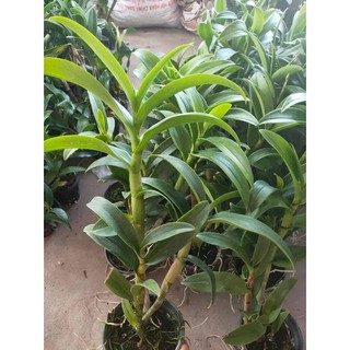 (1 chậu) Hoa lan dendro hoa hồng Blue - hàng lá