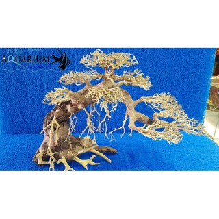 Cây Bonsai cho hồ cá size trung