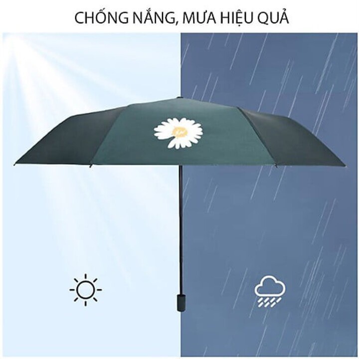 DÙ ĐI MƯA HÌNH HOA CÚC - 1 CHIỀU