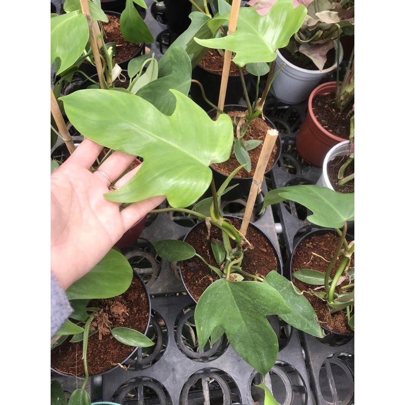 Trầu bà cánh én - Philodendron florida