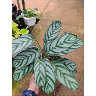 Chậu cứng Đuôi công calathea Setosa