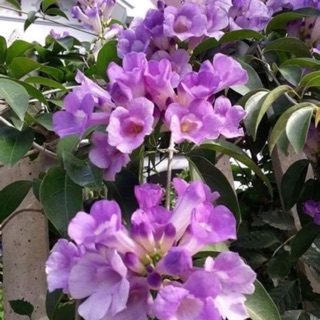 Cây giống lan tỏi leo