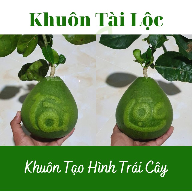 (Chữ Tài Lộc)(Bưởi 1-1,4kg) Khuôn Giọt Nước Cứng dày dặn, hàng loại đẹp - Khuôn Tạo Hình Trái Cây Dùng Nhiều Vụ