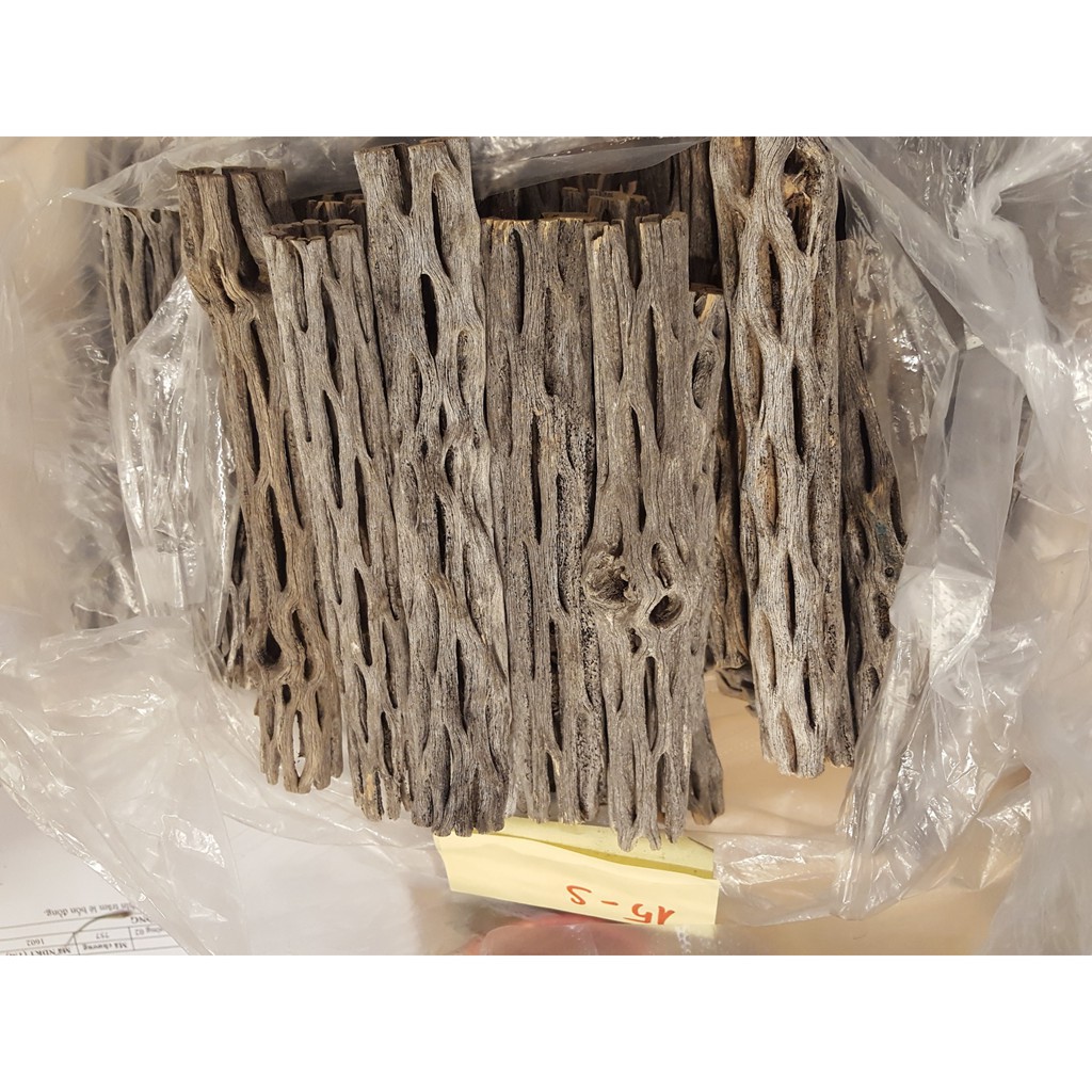 Lũa cholla (lũa xương rồng) cho thú cưng , tép cảnh , thủy sinh