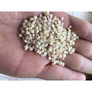Hạt ý dĩ - Hạt bo bo (Gói 1kg)