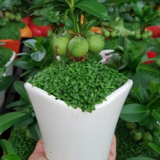 Cầy tài lộc/ cây may mắn