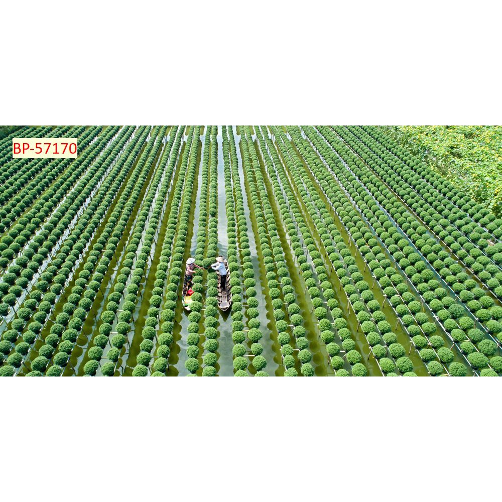 Tranh dán tường 3D Chất liệu lụa 3D, xé không rách, lau chùi thoải mái