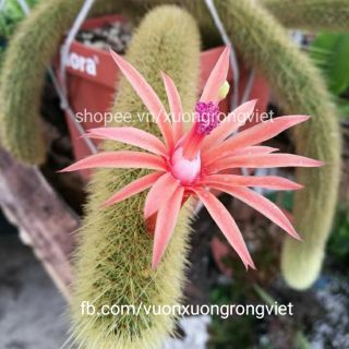 Xương rồng Đuôi chồn vàng