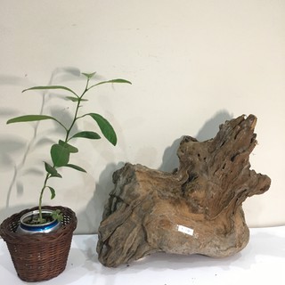 Nu lũa cảnh, gỗ lũa bon sai, tiểu cảnh, bán cạn