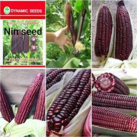 NGÔ NẾP TÍM NỮ HOÀNG RED LADY - 80 Hạt - THÁI LAN