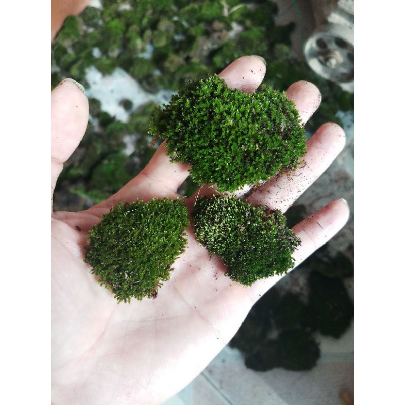 Rêu nhung cục -Rêu Terrarium- Hàng núi hiếm- Bé nhưng bền và chất. Trang trí bonsai,Terrarium, tiểu cảnh, bán cạn..