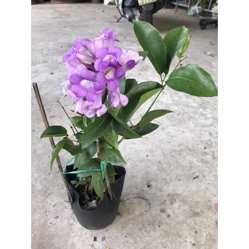 Caykiengsadec Lan tỏi + tặng phân bón