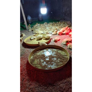 Mẹt ăn cho gà vịt