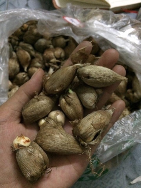 Combo 10 củ Lan nam phi đủ màu