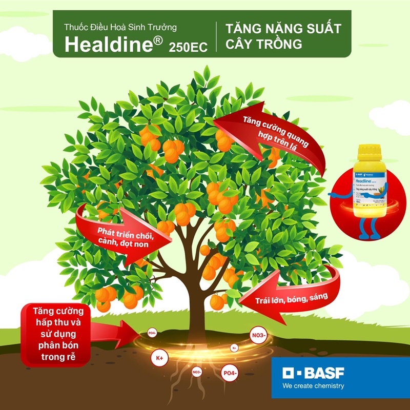 Healdine thuốc điều hoà sinh trưởng
