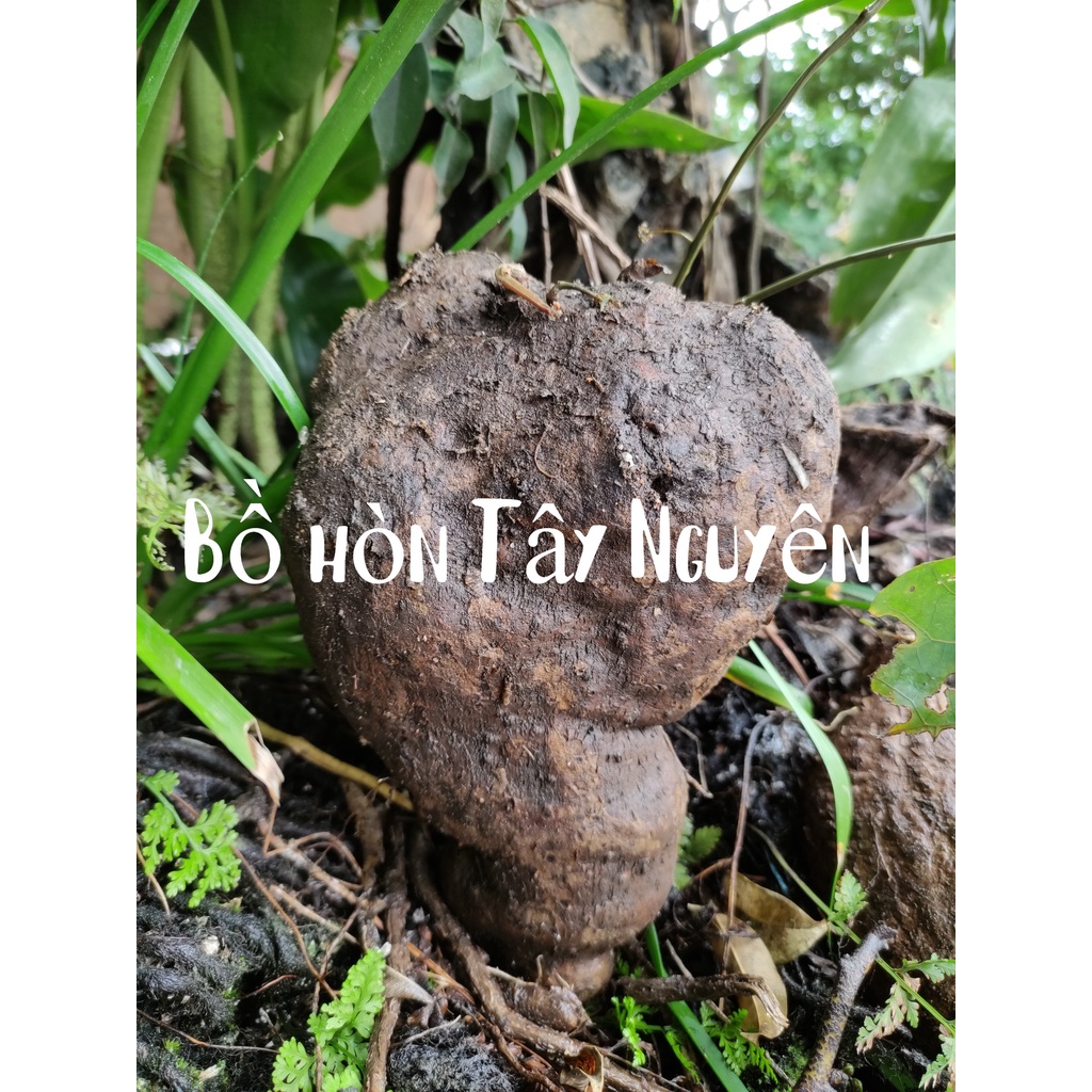 Bình vôi phong thủy