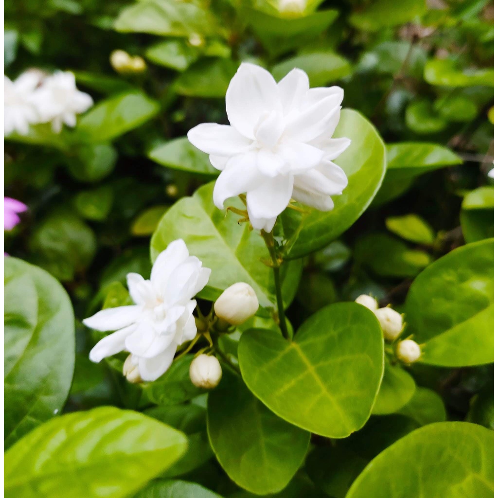 Cây Jasminum sambac Arabian (Nhài Ả Rập, cực kỳ thơm) chậu nhựa 10cm