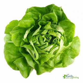 2g Hạt giống Xà lách búp XTRA TẶNG KÈM PHÂN VÀ KÍCH MẦM