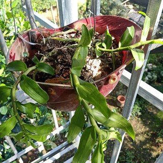 chậu lan phi điệp pù luông 3 thân