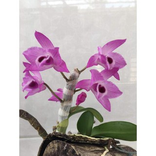 Hoa lan trầm tím điện biên (cây đẳng cấp, cao 20cm)