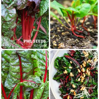 [PWL SEEDS] RED SWISS CHARD - CẢI CHARD BẸ ĐỎ, HẠT GIỐNG 50 HẠT/ỐNG